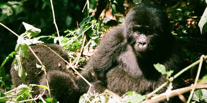 Han gorilla, Uganda