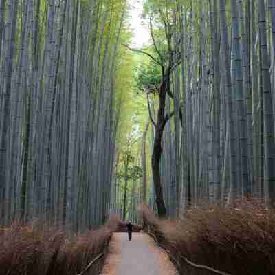 Japan - bambusskov
