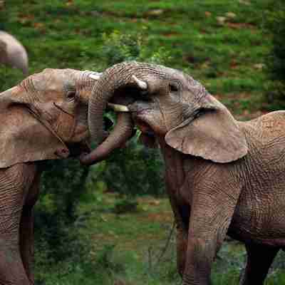 Flotte elefanter, Shamwari, Sydafrika