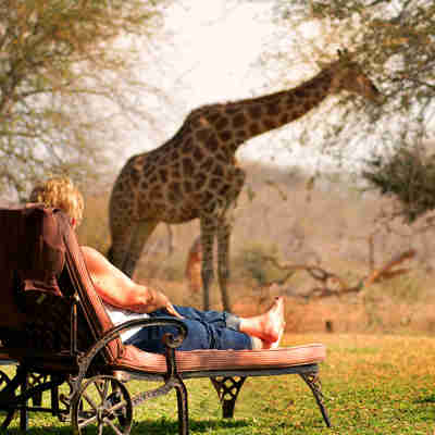 En giraf spiser foran gæster på Mohlabetsi