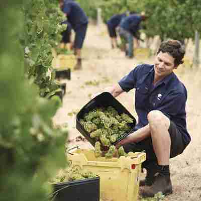 Der dyrkes vin ved Margeret River, Australien