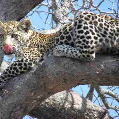 En godbid var ikke af vejen, synes leoparden at tænke, Sydafrika