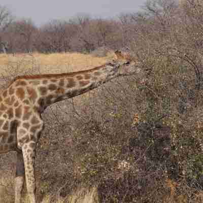 Giraf spiser i nationalpark
