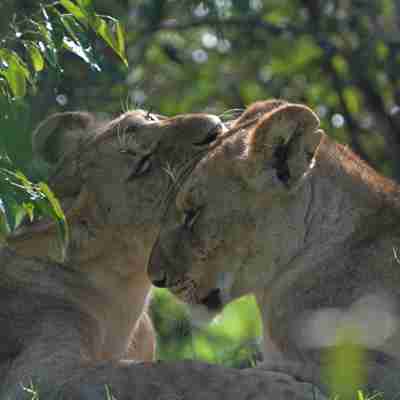 To løver i Kenya