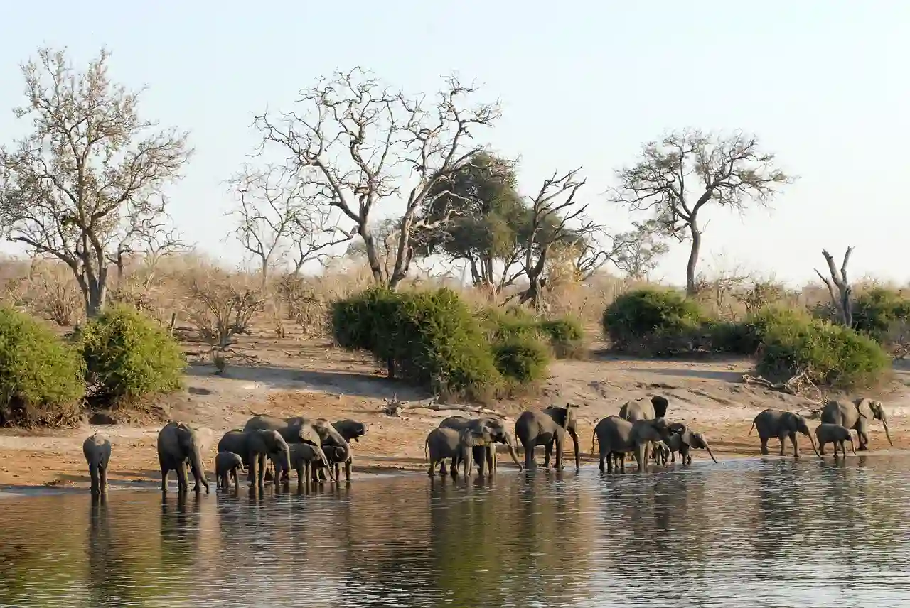 Elefanter der drikker, Chobe National Park, Botswana