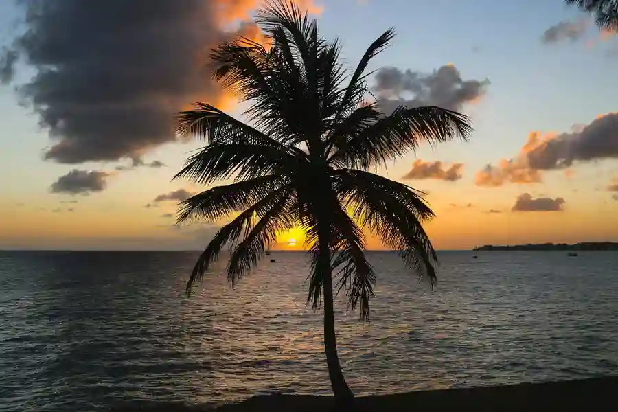 Barbados, solnedgang på strand med palme