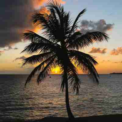 Bardaos, palme i solnedgang