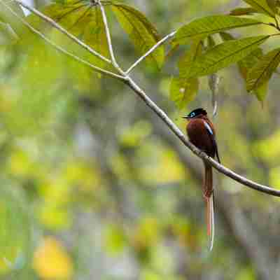 bigstock-Madagascar-Paradise-flycatcher-162202082
