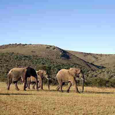 Elefanter i Addo, Sydafrika