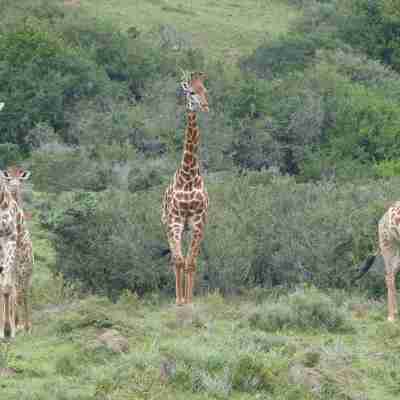 Girafferne er nysgerrige, Sydafrika
