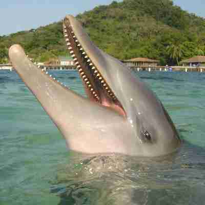 Delfin på Roatan