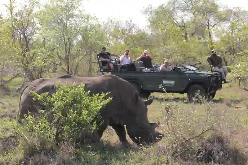 Næsehorn på Game Drive i Timbavati