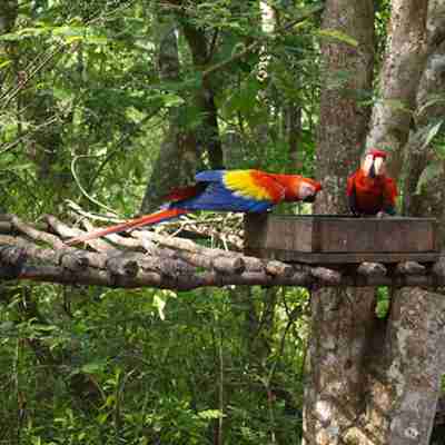 Papegøjer i Copan fuglepark