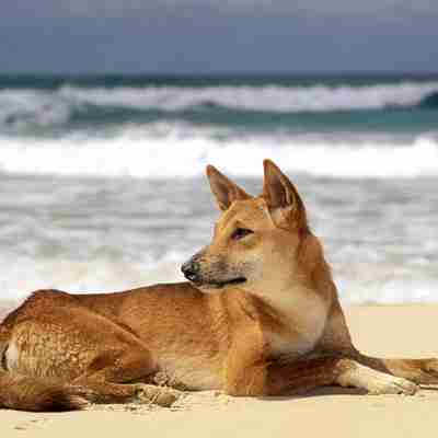 Dingo på Fraser Island, Australien