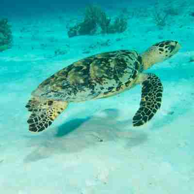Svøm med skildpadder på Bonaire i Caribien