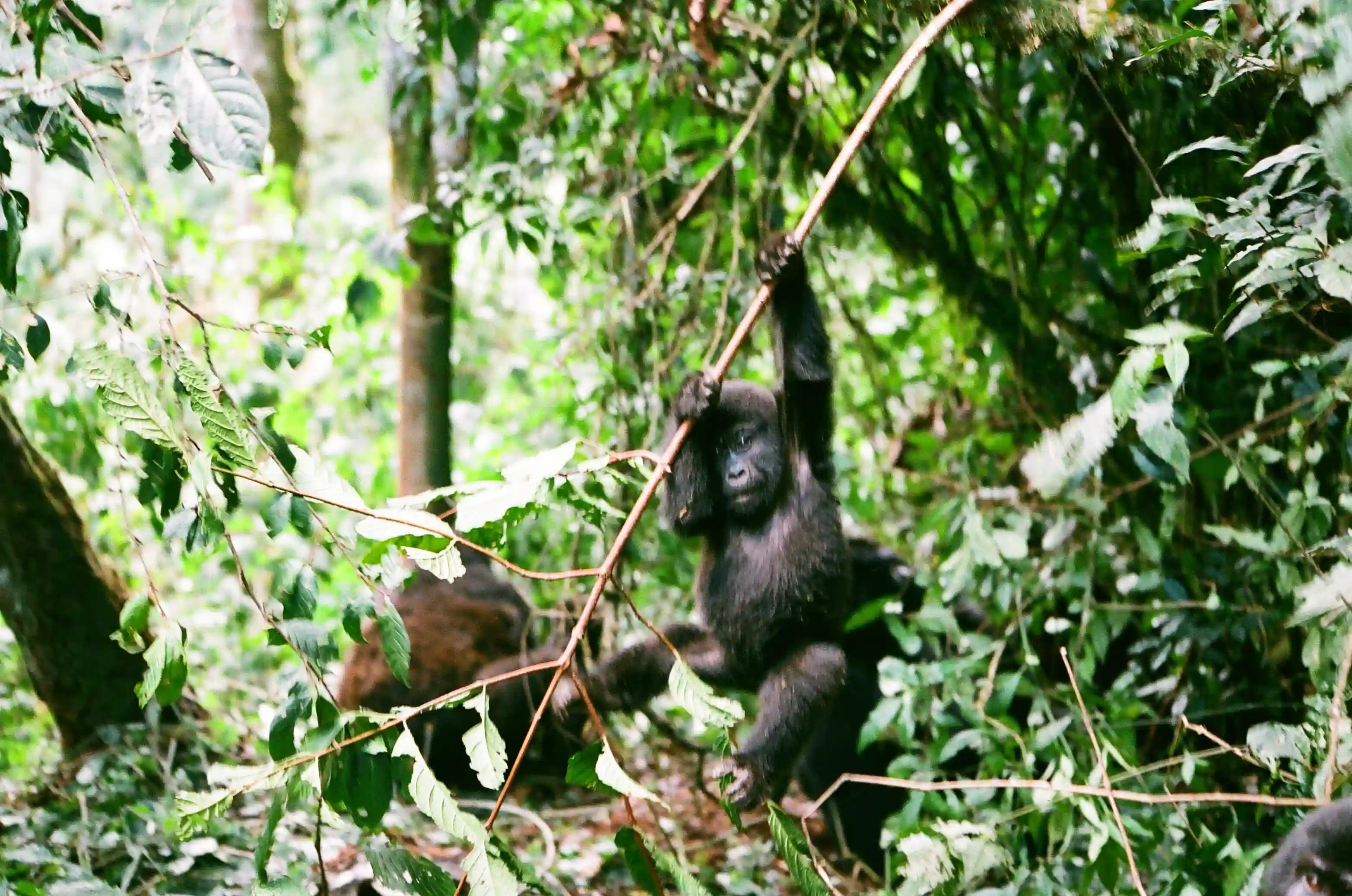 Babygorilla, Uganda