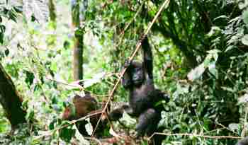 Babygorilla, Uganda