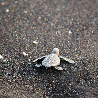 Lille skildpadde i strandsand