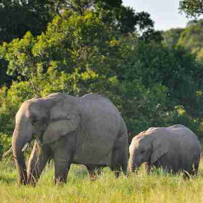 En elefantmor og hendes unge, Kenya