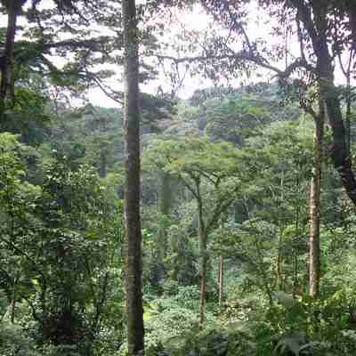 Udsigt til regnskoven, Uganda