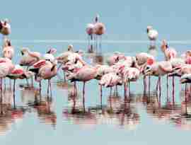 Flamingoer ved Lake Nakuru