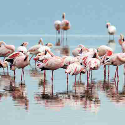 Flamingoer ved Lake Nakuru