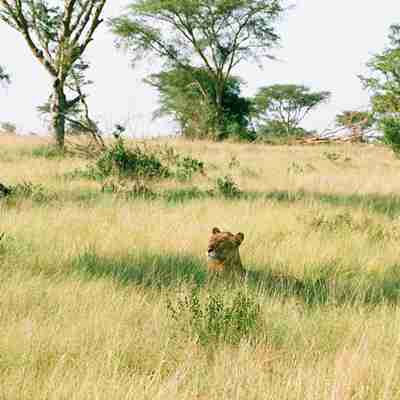løve på savannen