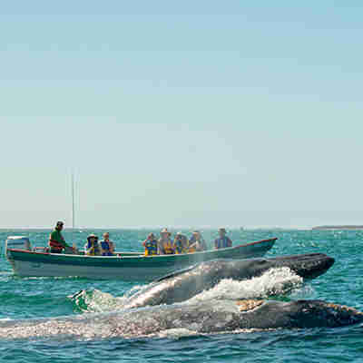 Magdalena Bay Grey Whale