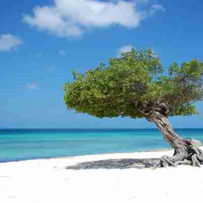 Diwi træ på Aruba