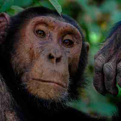 Chimpanse i Uganda
