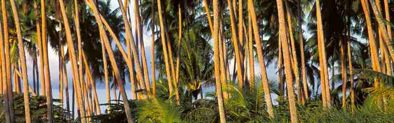 En skov af palmer, Tahaa