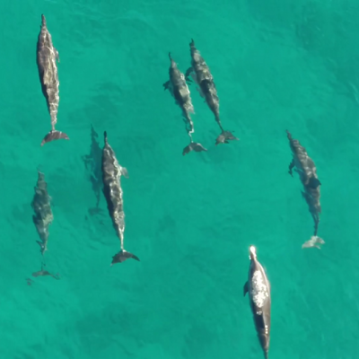 Delfiner i vestlige Mauritius