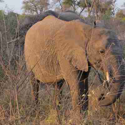 Elefanten der troede den var usynlig, Cape Town