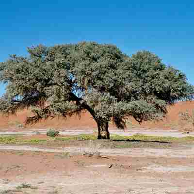 Træ i ørkenen, Namibia