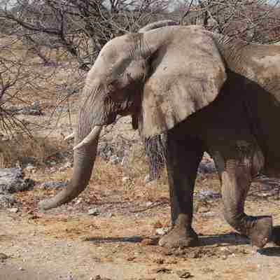 Elefant i Etosha
