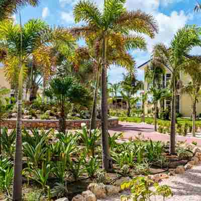 Hotel i Bonaire med palmer