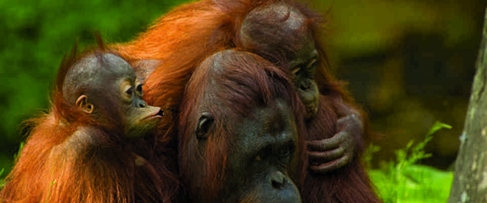 Orangutan familie, Borneo
