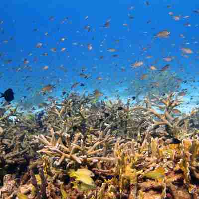 Fisk og koraller i det caribiske hav