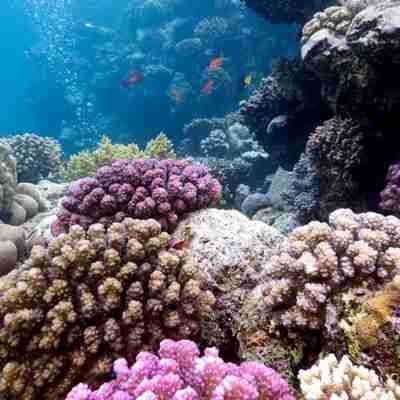 Koral rev, Madagaskar