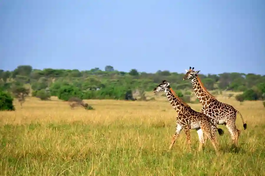 Giraffer på savanne i Kenya