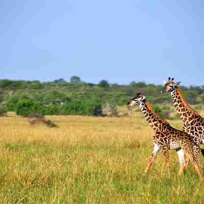 Giraffer på savanne i Kenya