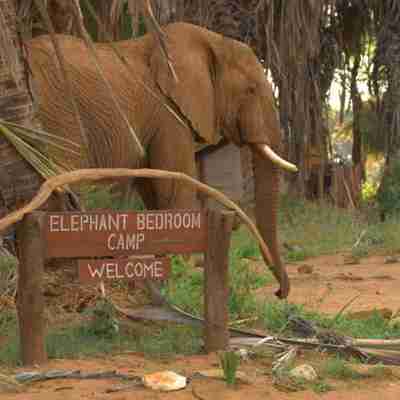 Velkommen til Elephant Bedroom Camp, Kenya