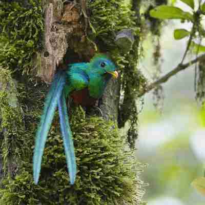 Den smukke quetzal er en fryd for øjet, Costa Rica