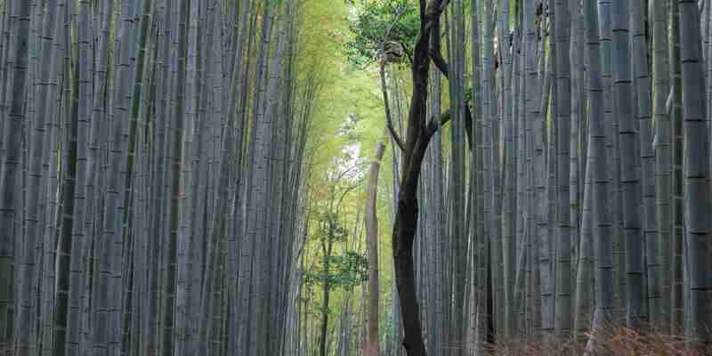 Japan - bambusskov