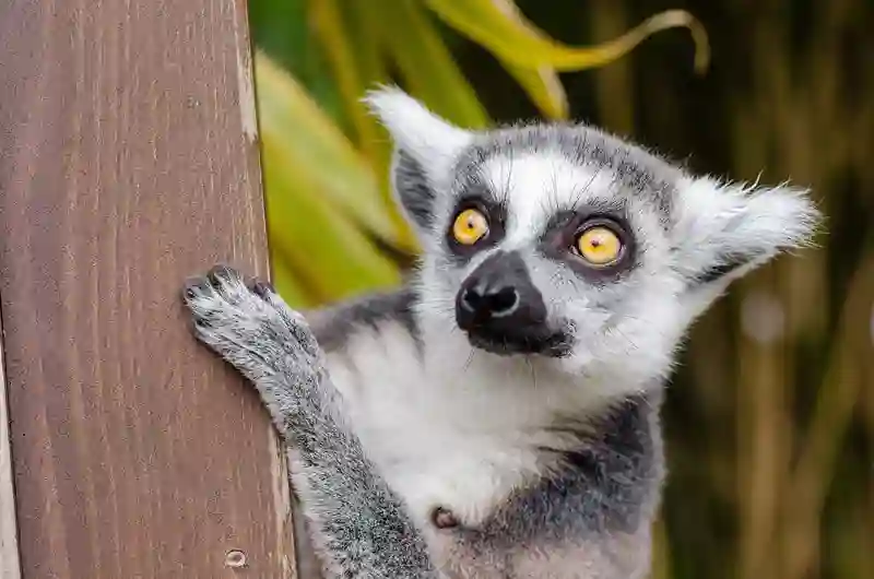 Lemur i Andasibe National Park