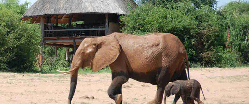 elefanter og safari i afrika