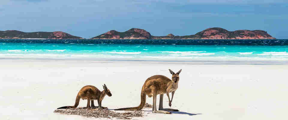 Kænguruer på hvid sandstrand, Australien