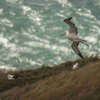 Albatros, Otago halvøen, New Zealand