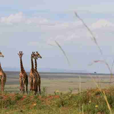 Giraffer på savanen i Afrika