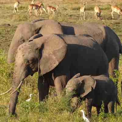 Elefanter med unge i South Luangwa National Park